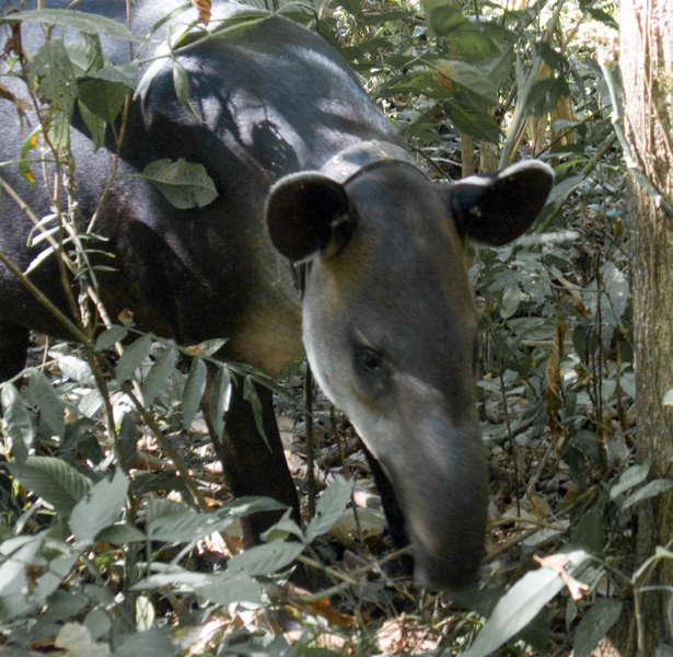 Tapir - Costa Rica