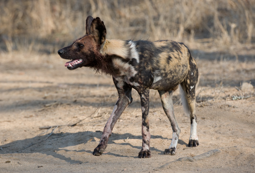 African Wild Dog - South Africa
