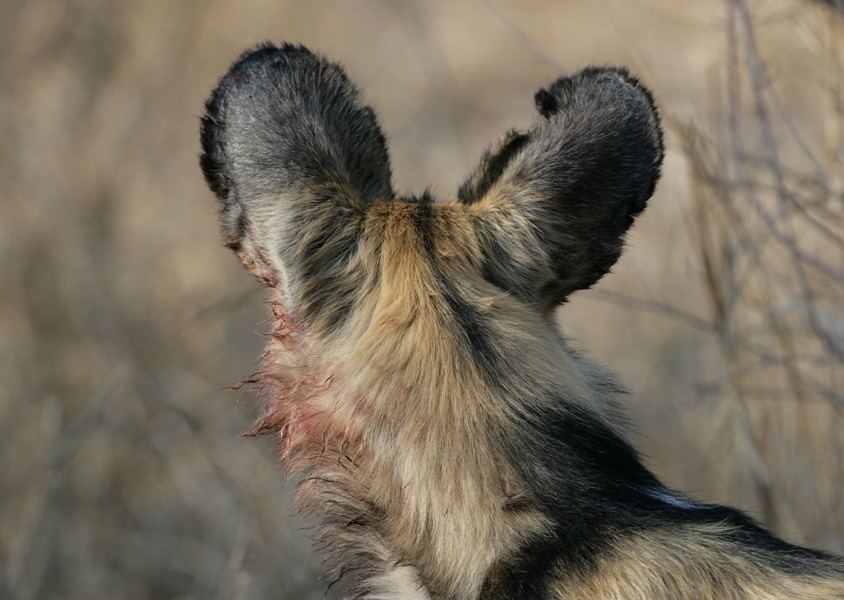 African Wild Dog - South Africa
