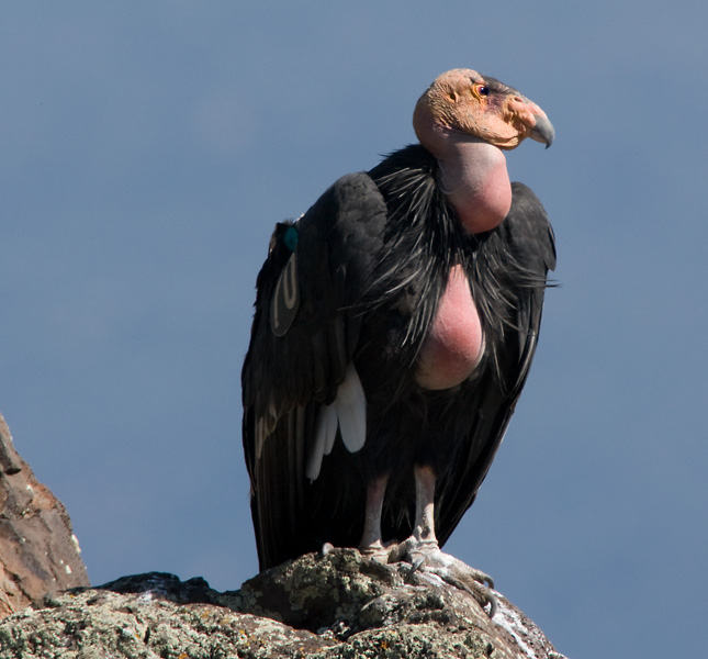 California Condor, Utah