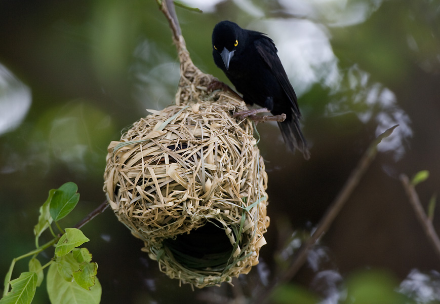 Weaver Bird, Uganda