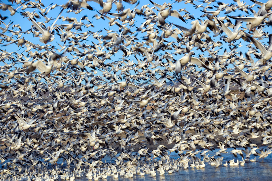 Snow Geese, New Mexico, (2 o 2)