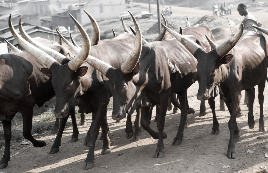 Ankole Long Horned Cattle - Uganda