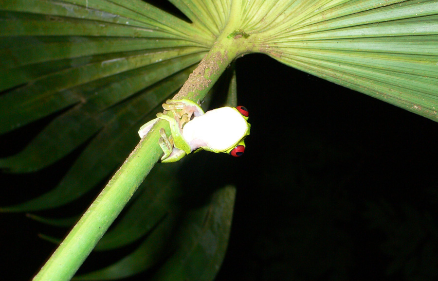 Tree Frog - Costa Rica