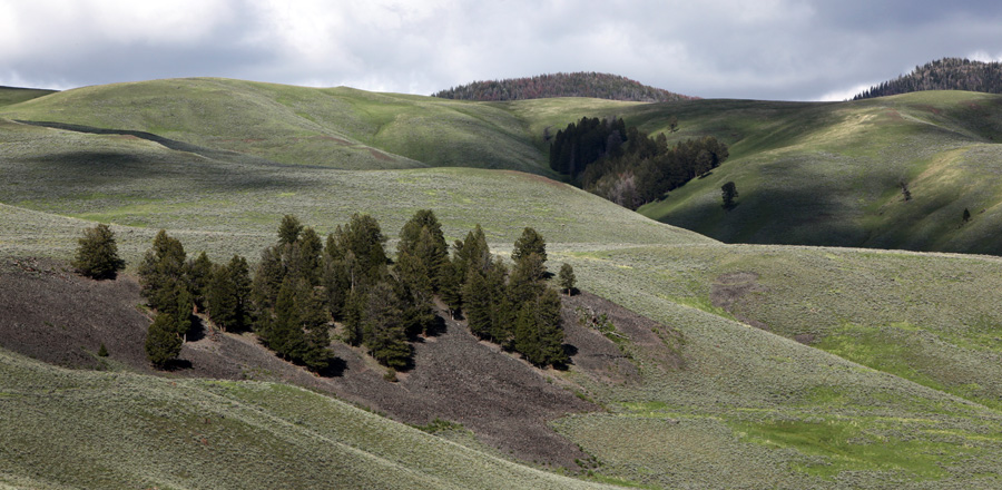 Yellowstone