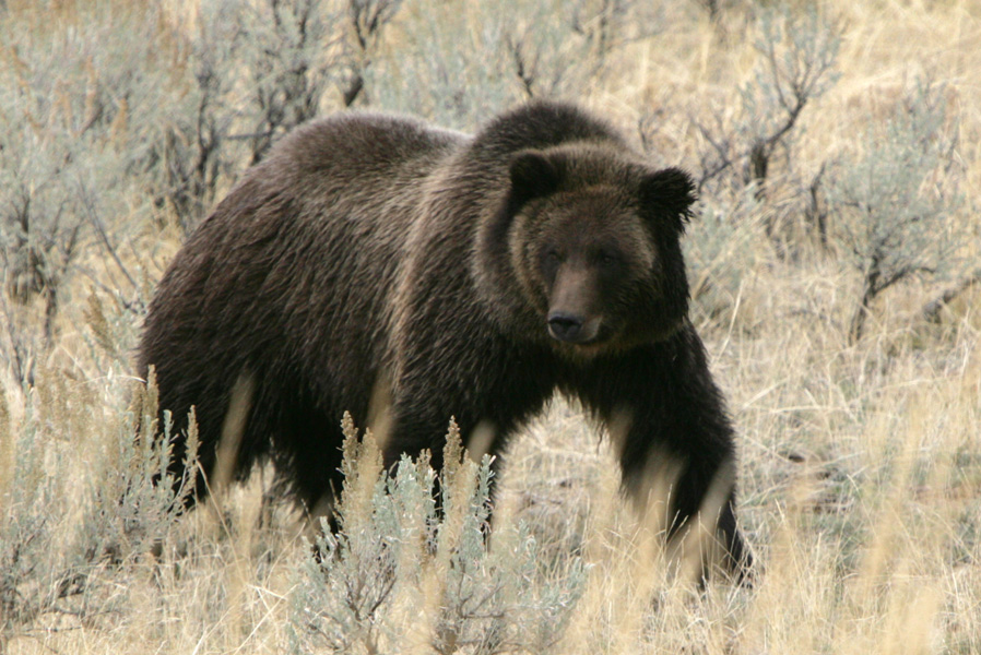 Grizzly - Yellowstone