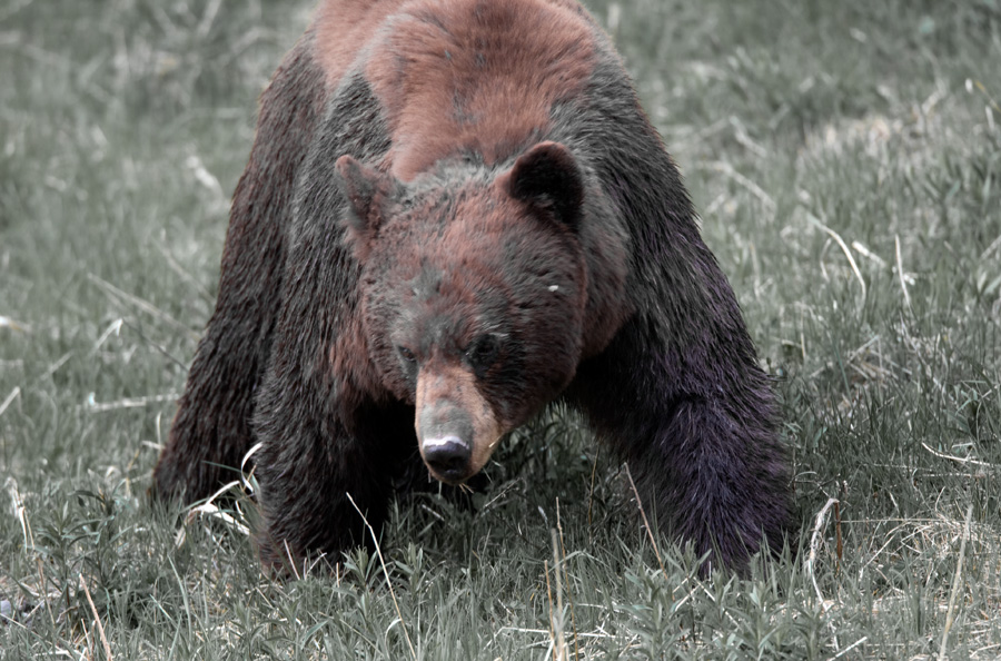 Black Bear - Yellowstone