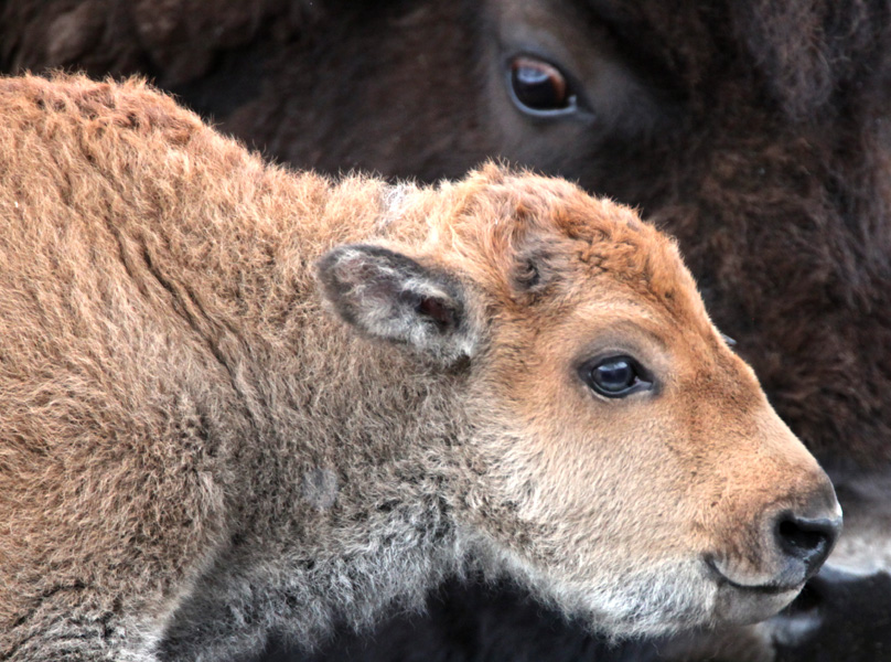 Newborn Bison Calf - Yellowstone