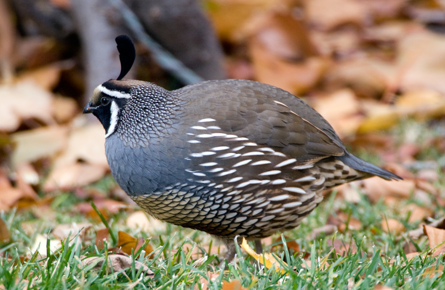 California Quail, Utah