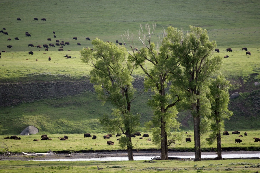 Yellowstone