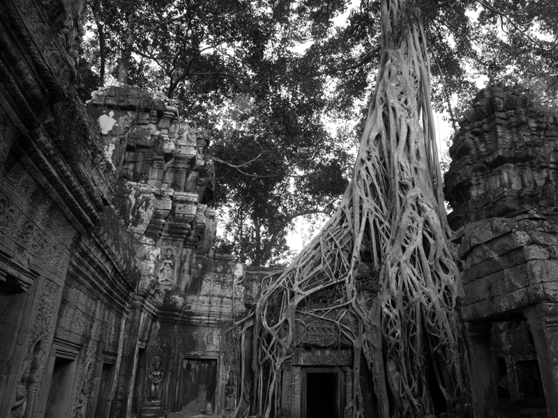 Ta Prohm - Angkor - Cambodia