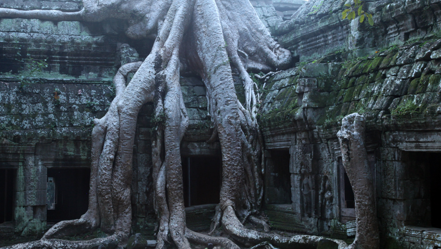 Ta Prohm - Angkor - Cambodia