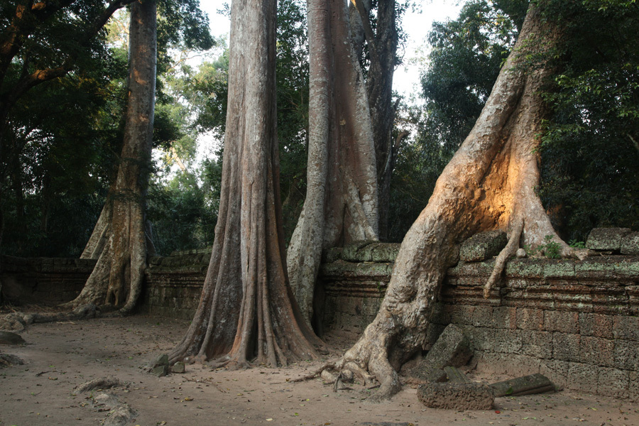 Ta Prohm - Angkor - Cambodia