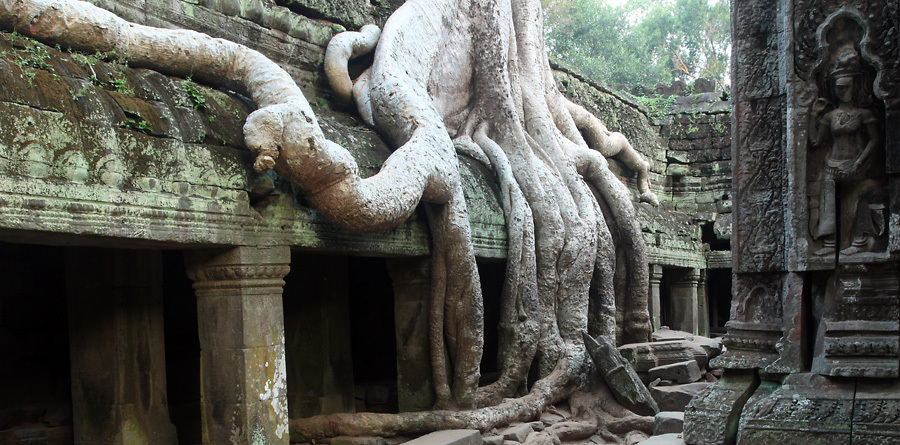 Ta Prohm - Angkor - Cambodia